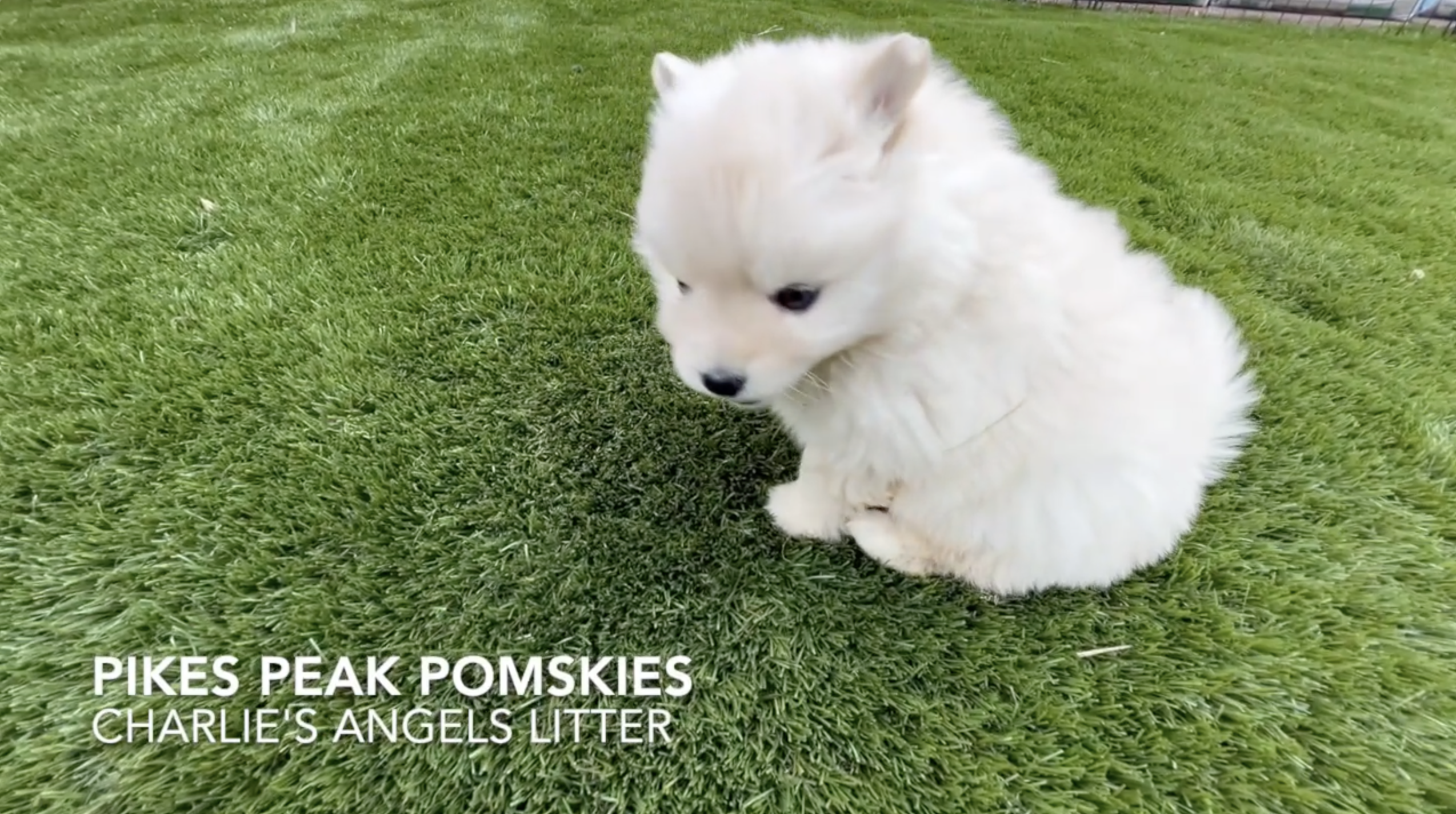 Pomsky Puppies